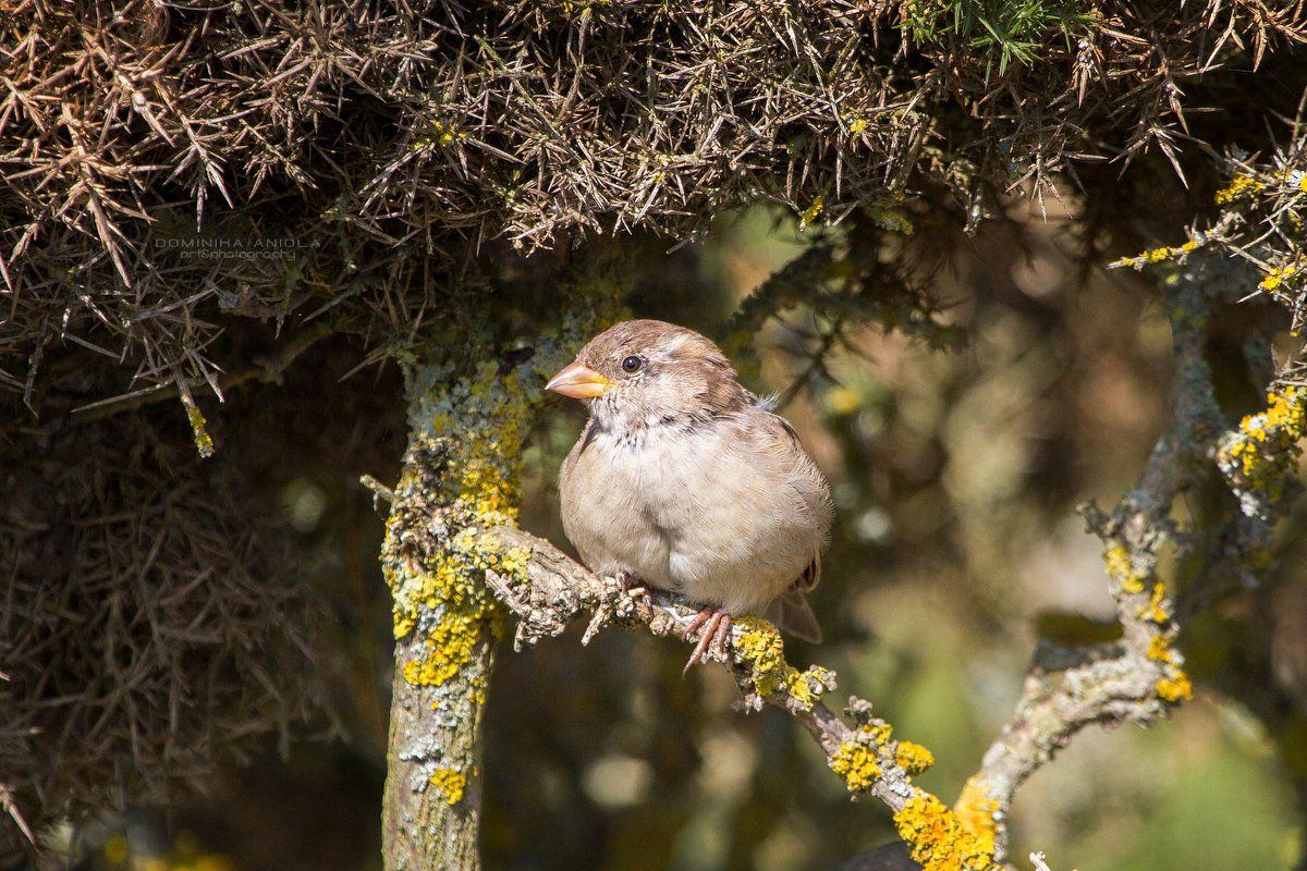 House Sparrow