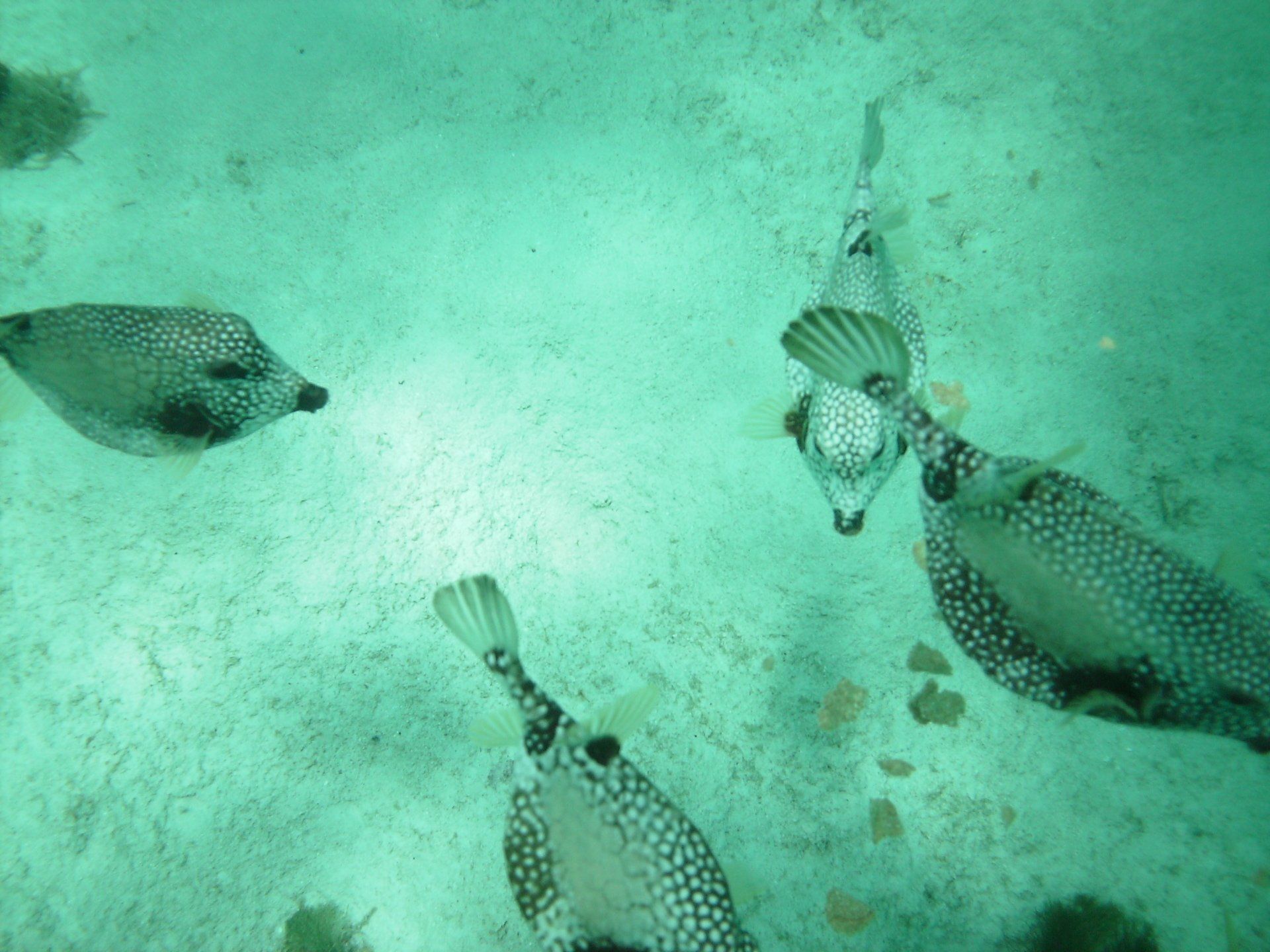 A group of fish are swimming in the water