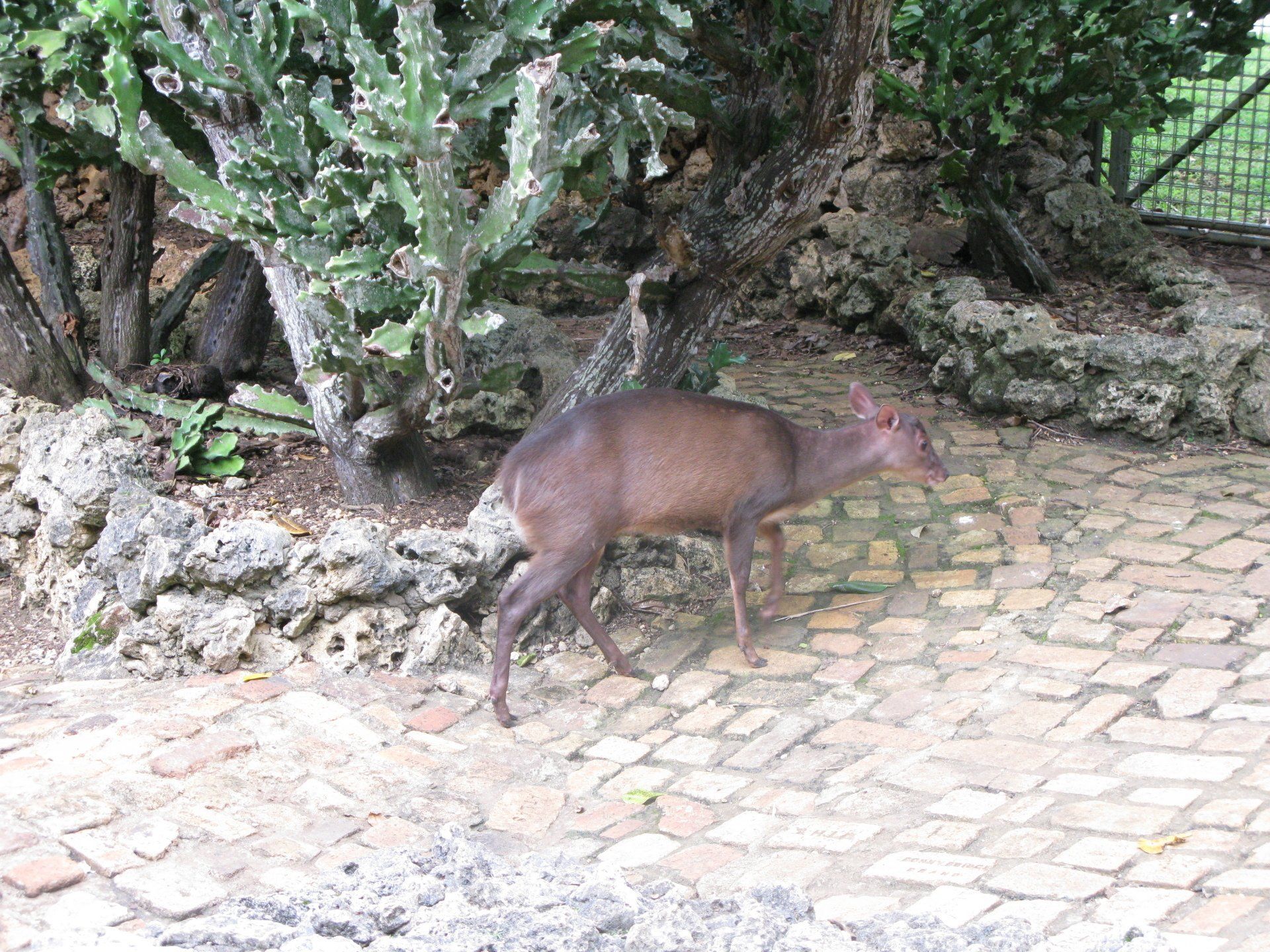 A small brown deer is walking on a brick sidewalk