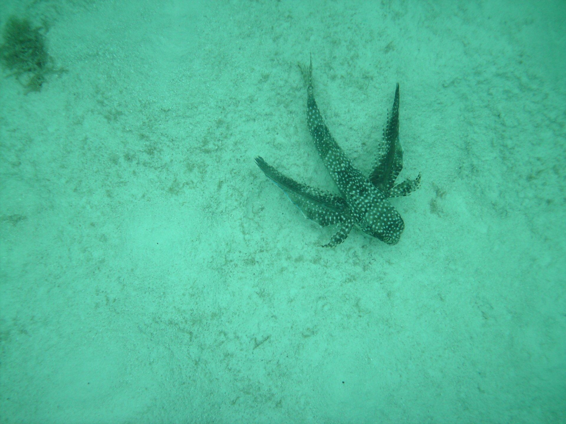 A starfish is laying on the sand in the ocean.