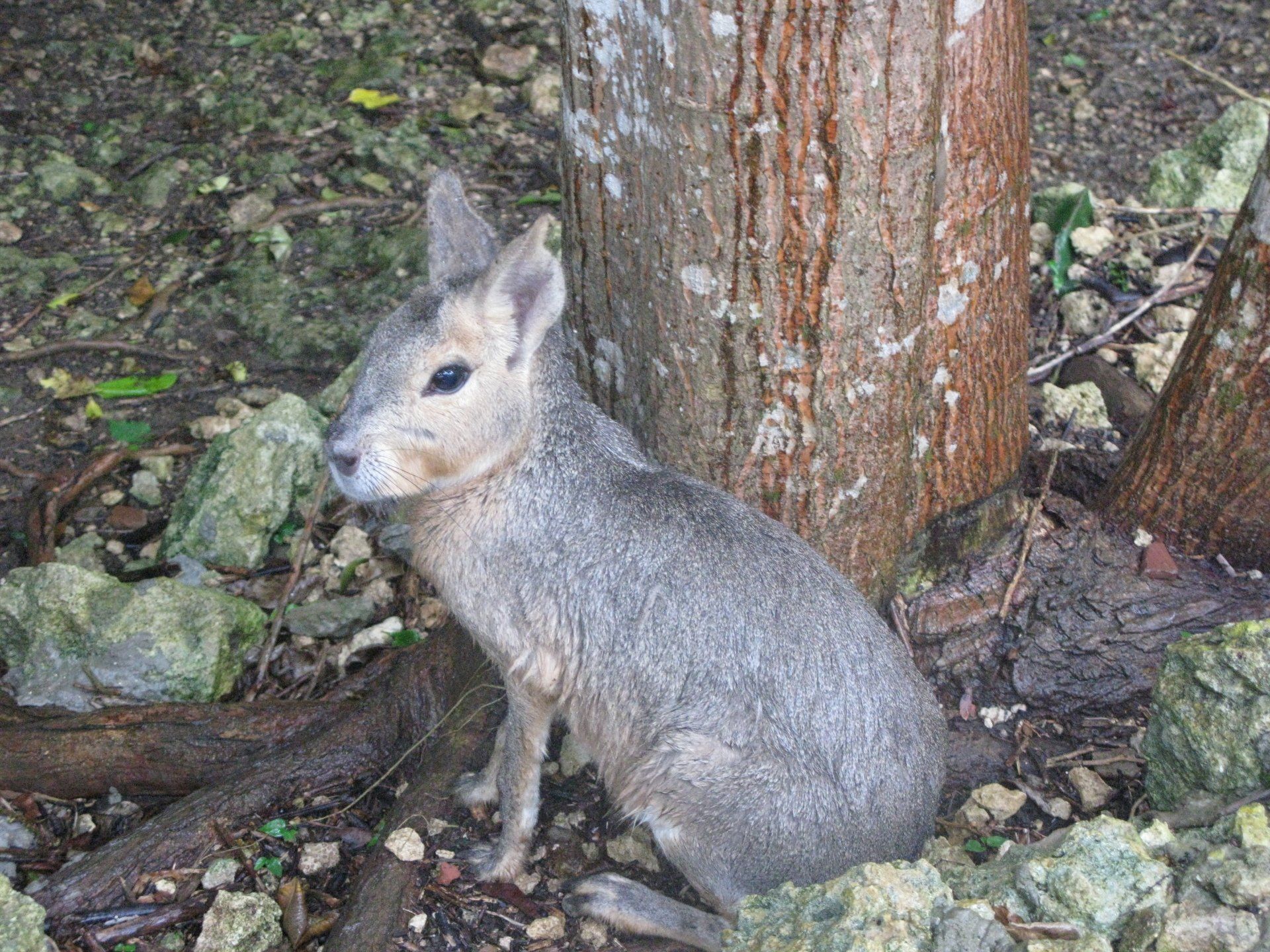 A small gray rabbit is sitting next to a tree