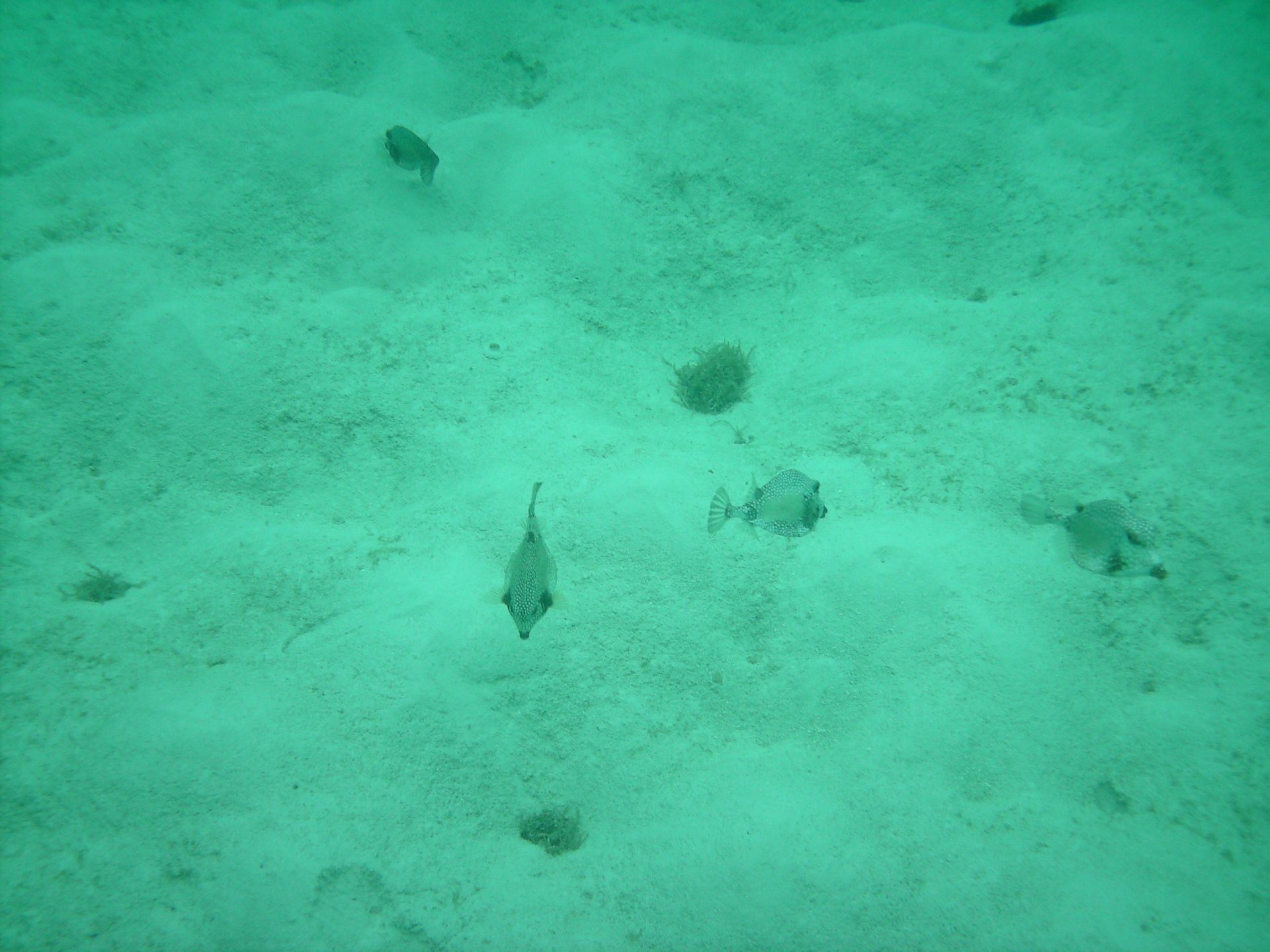 A group of fish are swimming in the sand on the ocean floor.