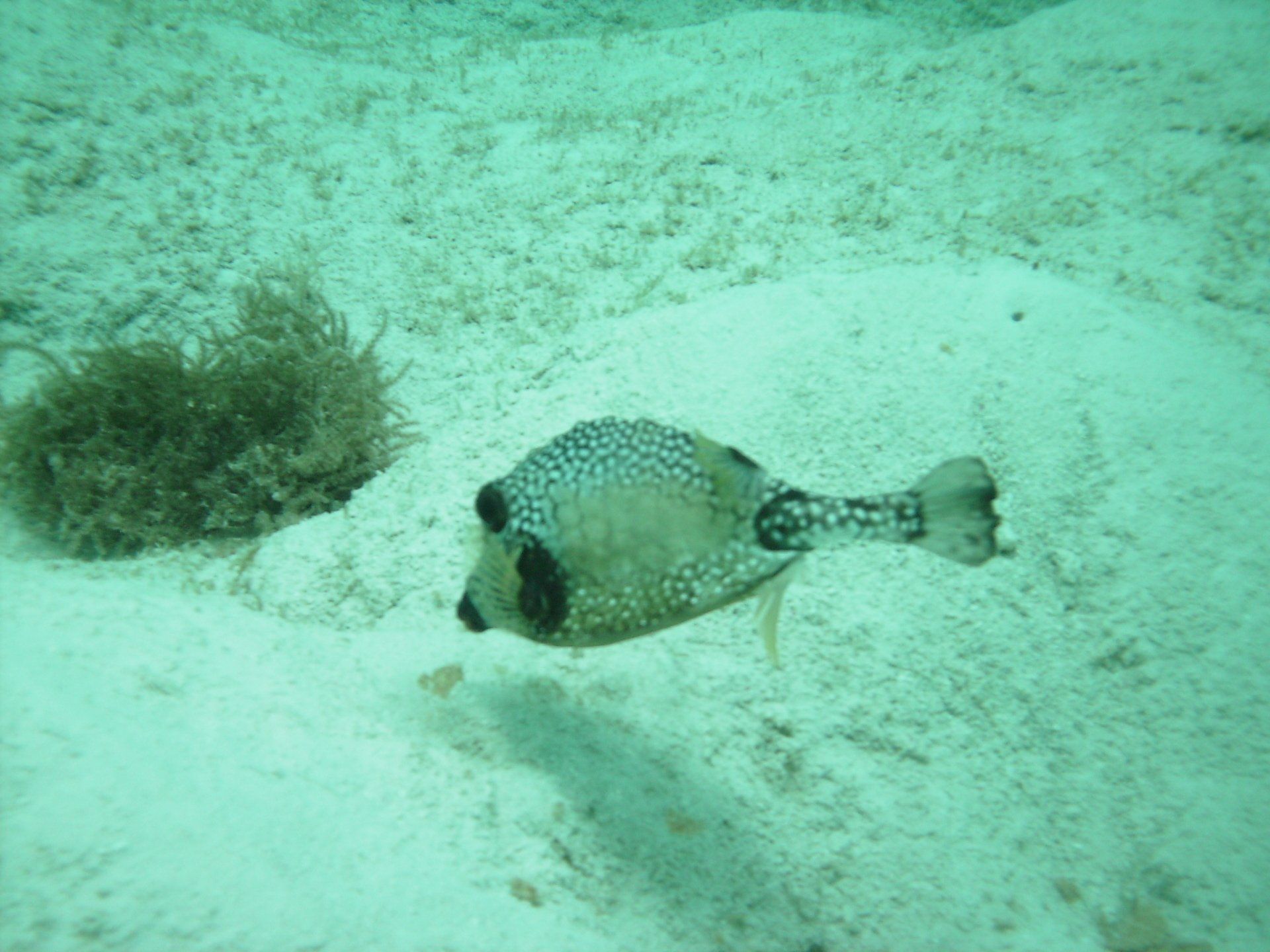 A fish that looks like a cat is swimming in the water