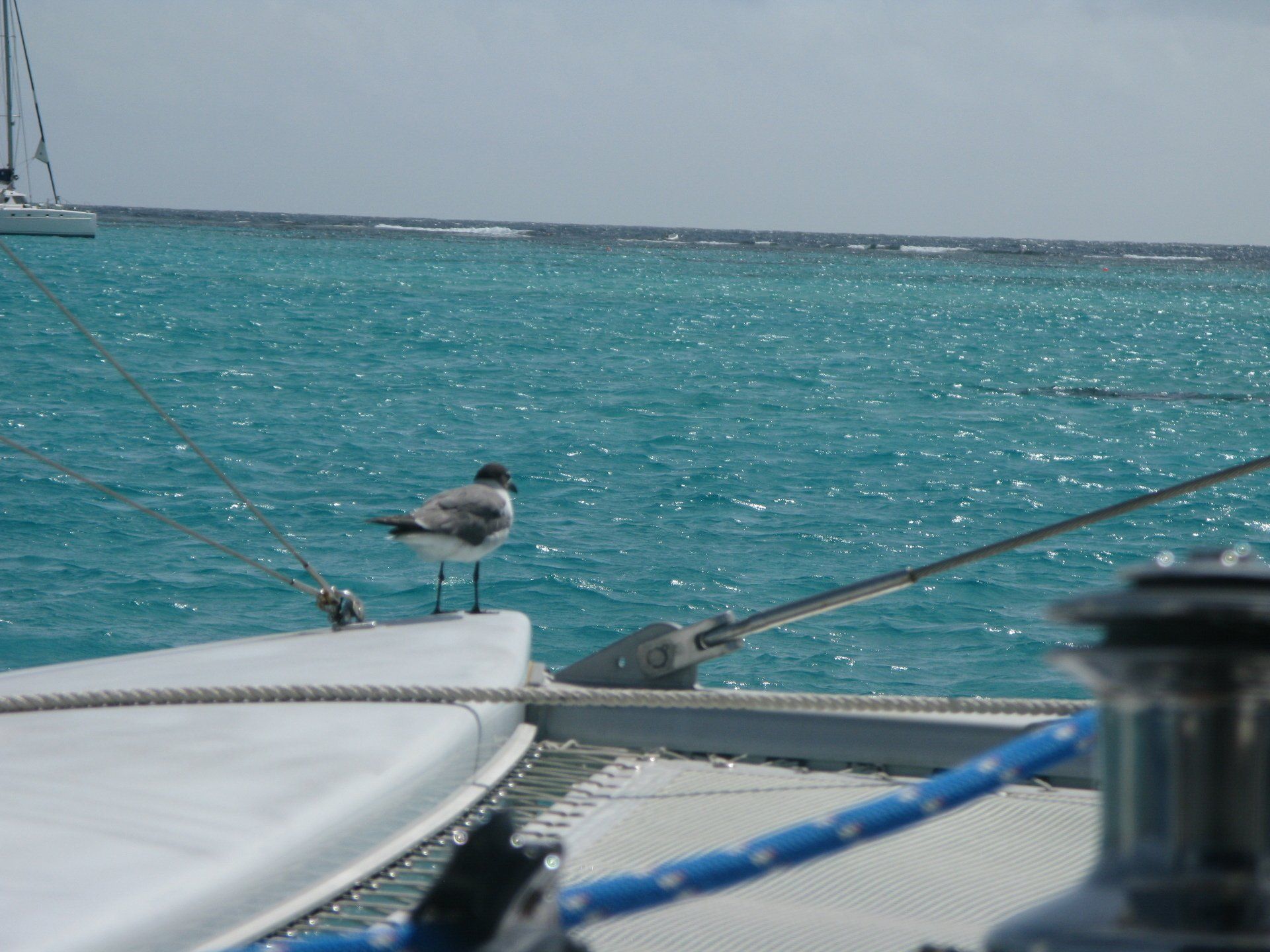 A seagull perched on the side of a boat in the ocean