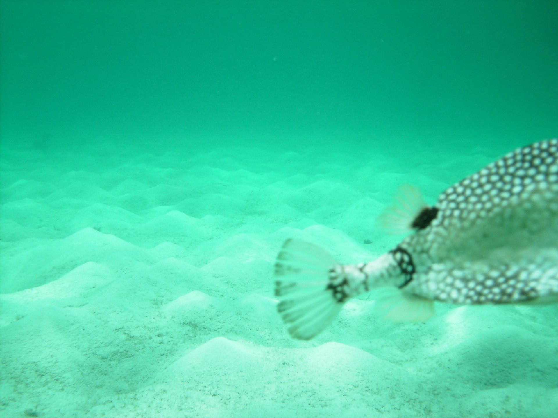 A fish is swimming in the water near the sand