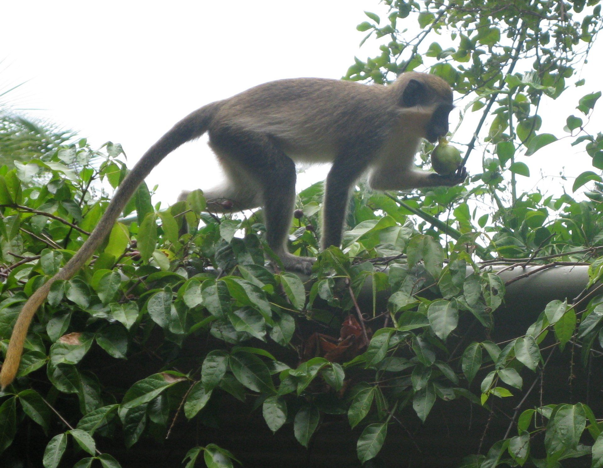A monkey with a long tail is eating an apple