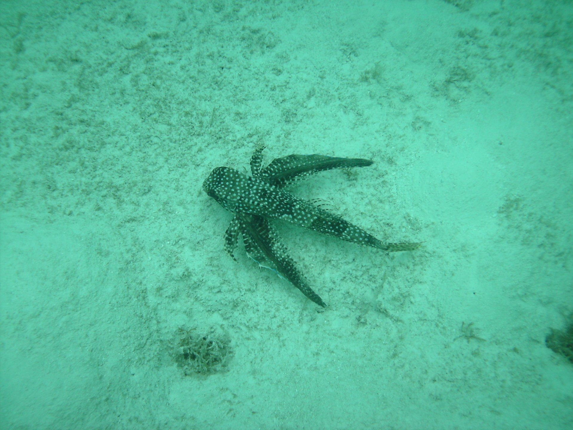 A starfish is laying on the sand in the ocean