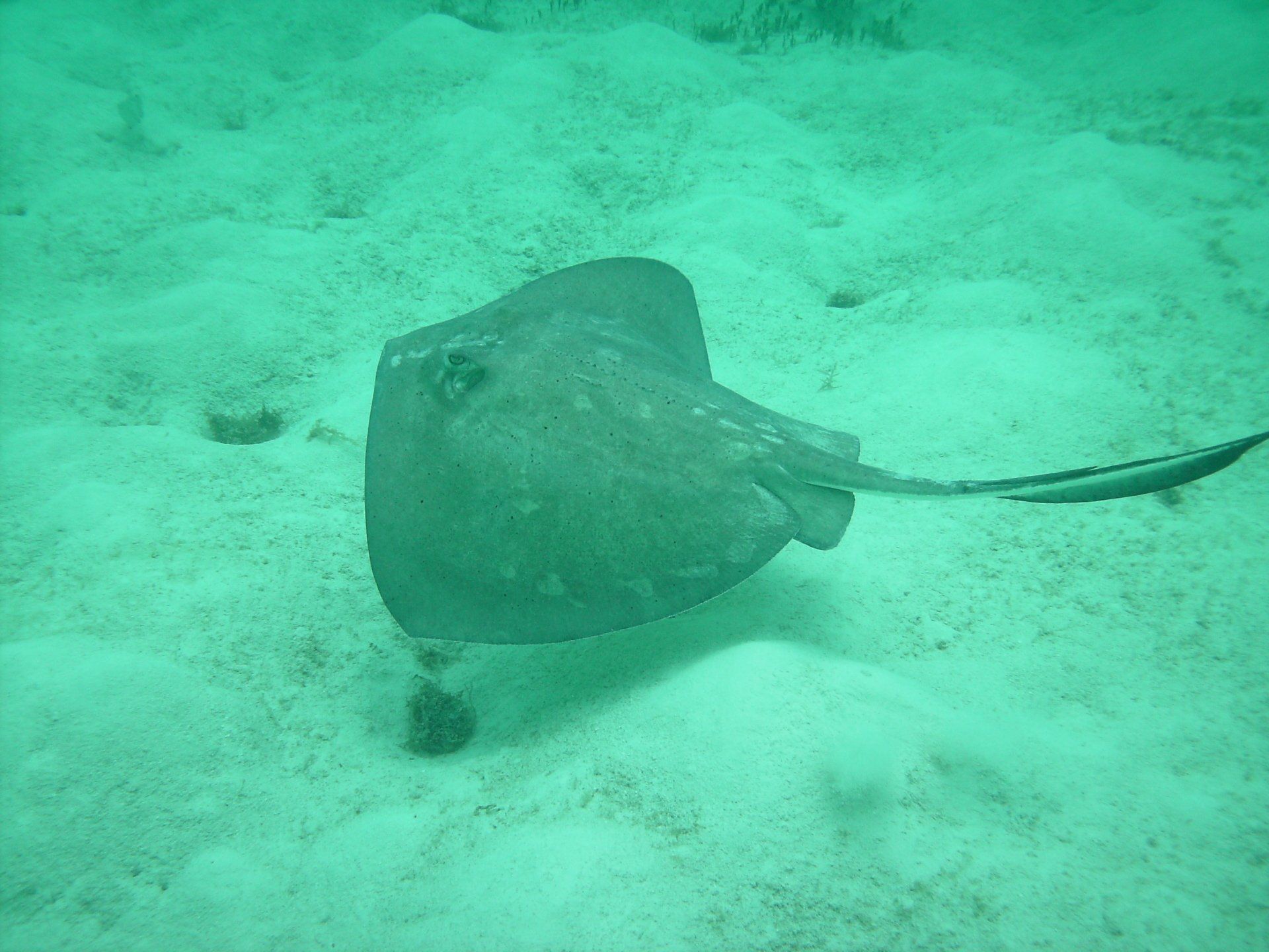 A stingray is swimming on the sandy bottom of the ocean