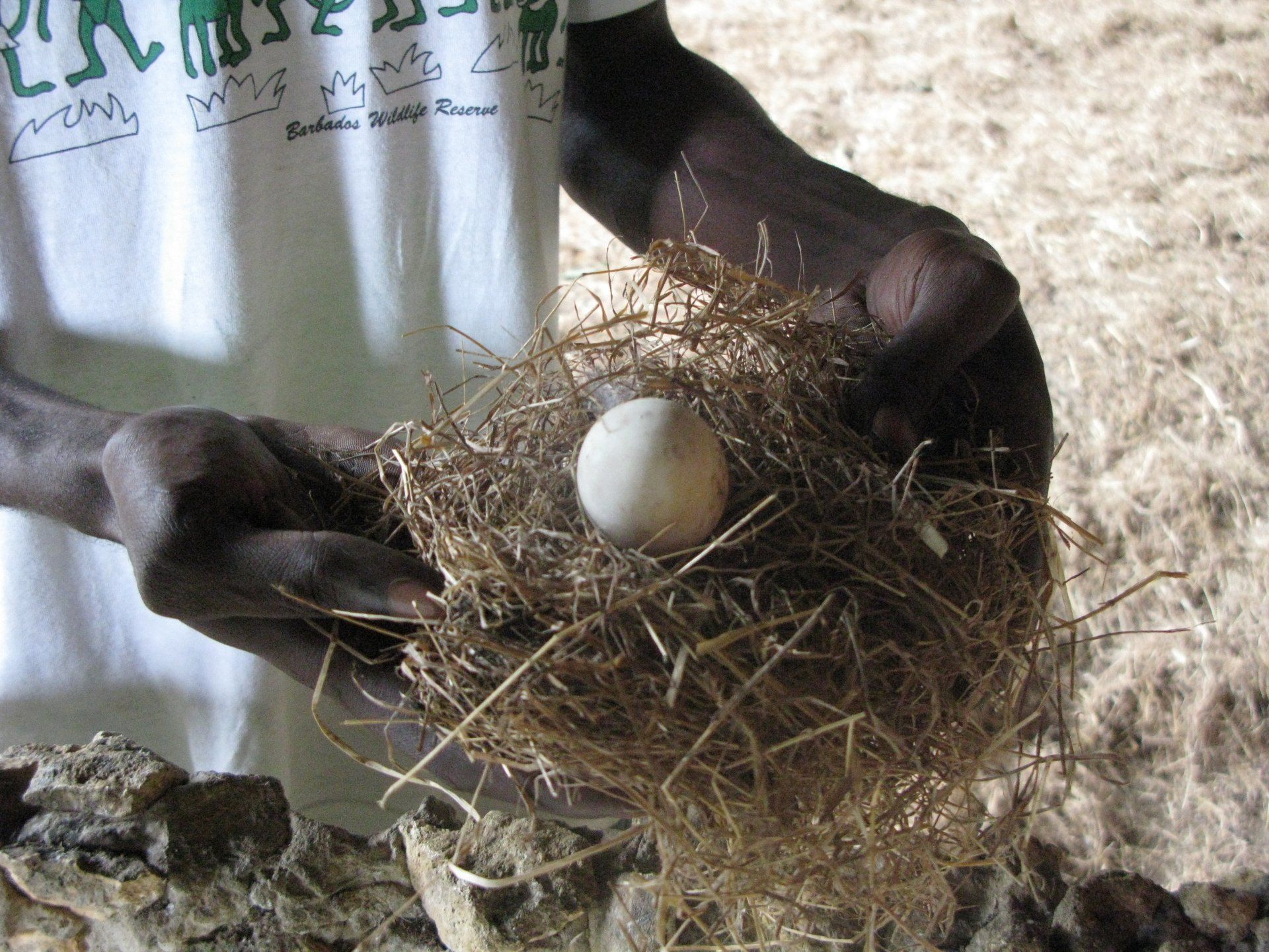 A person holding a nest with an egg in it