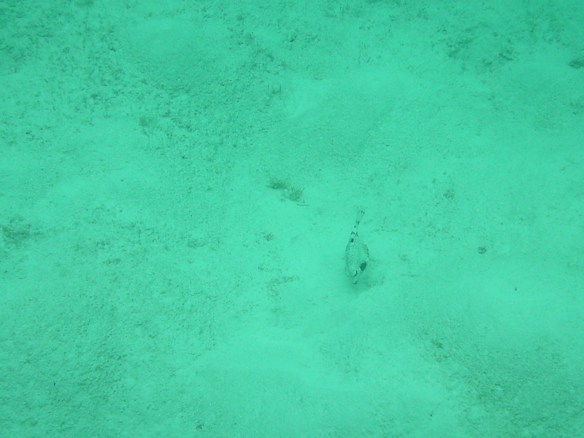 A close up of a turquoise water surface with a few bubbles coming out of it.