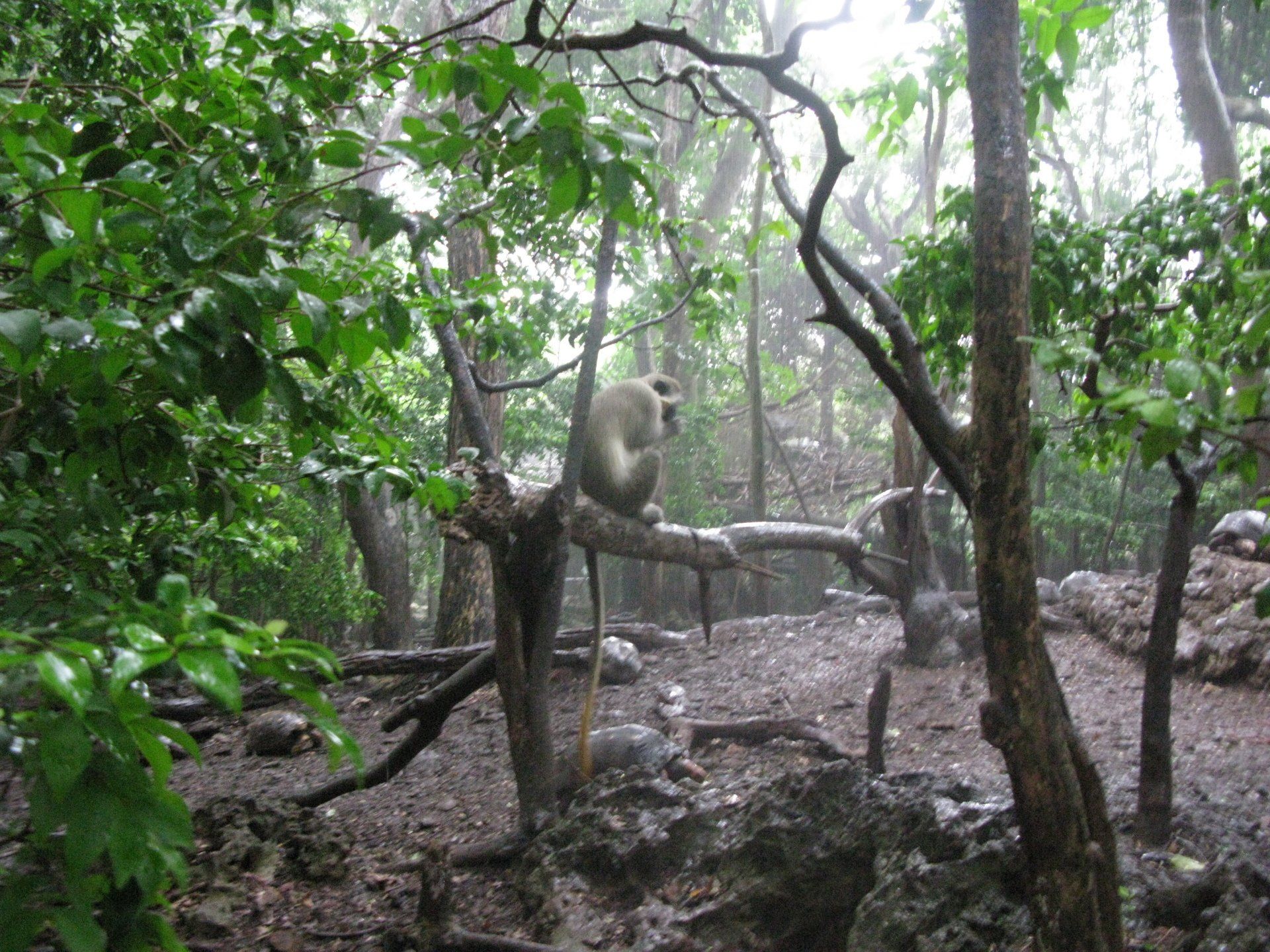 A monkey is sitting on a tree branch in the woods