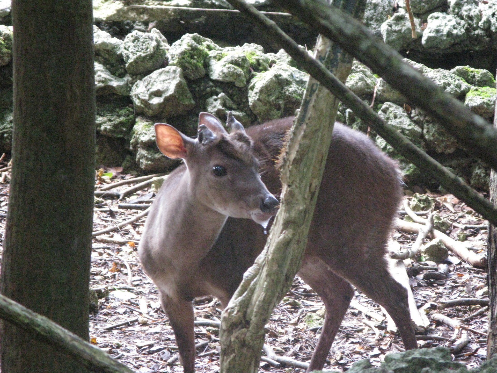 A small deer standing in the woods looking at the camera