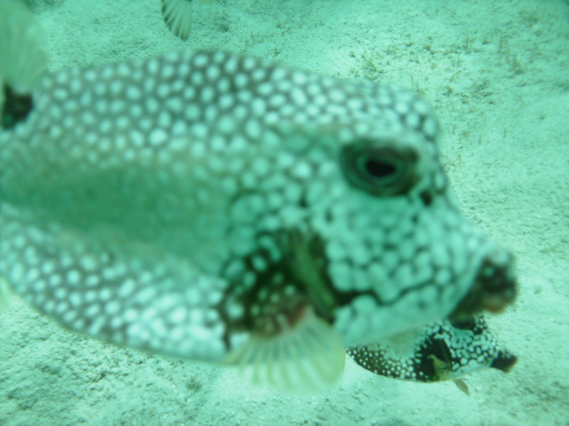 A fish with white spots is swimming in the water