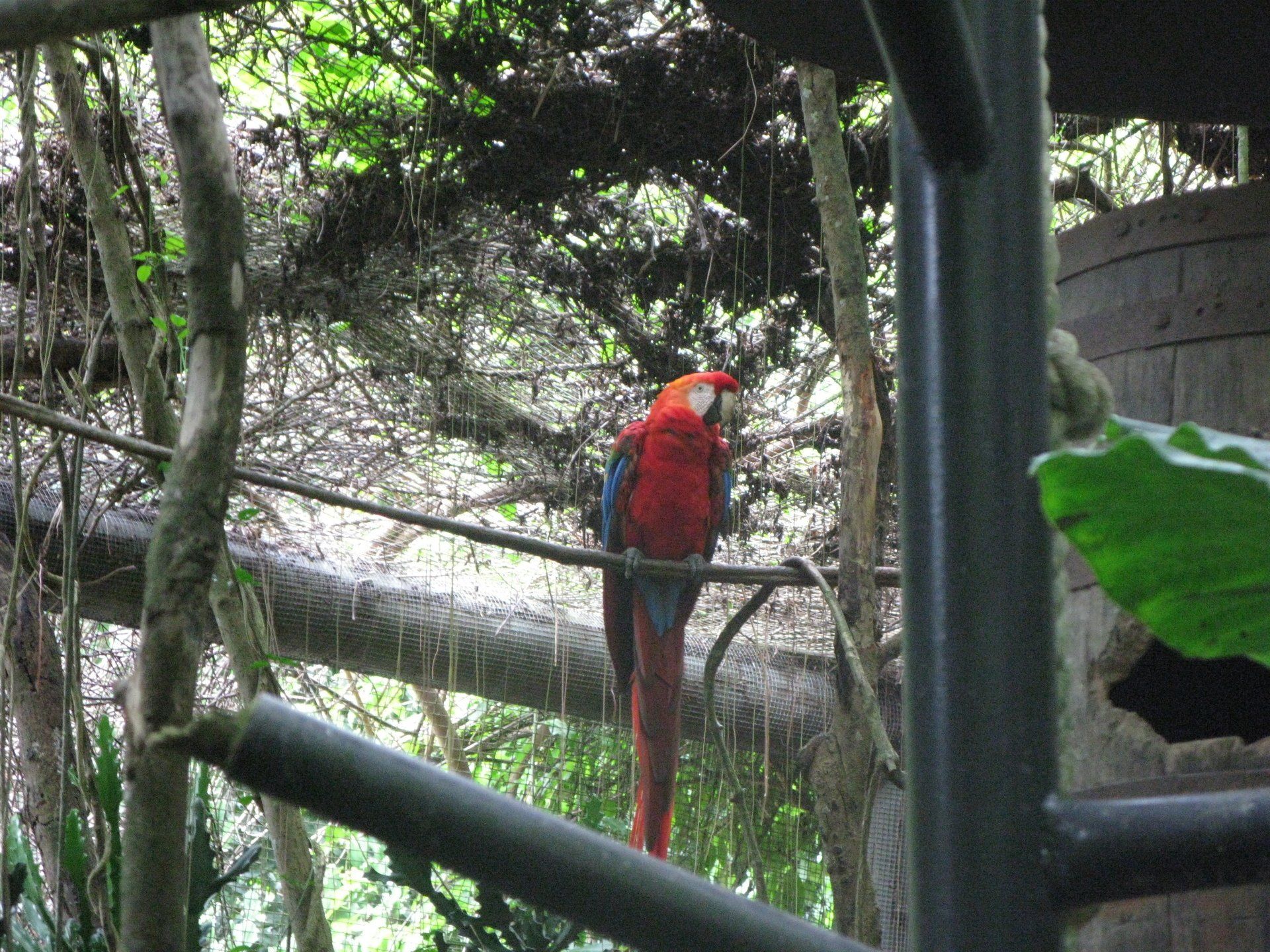 A red and blue parrot perched on a tree branch