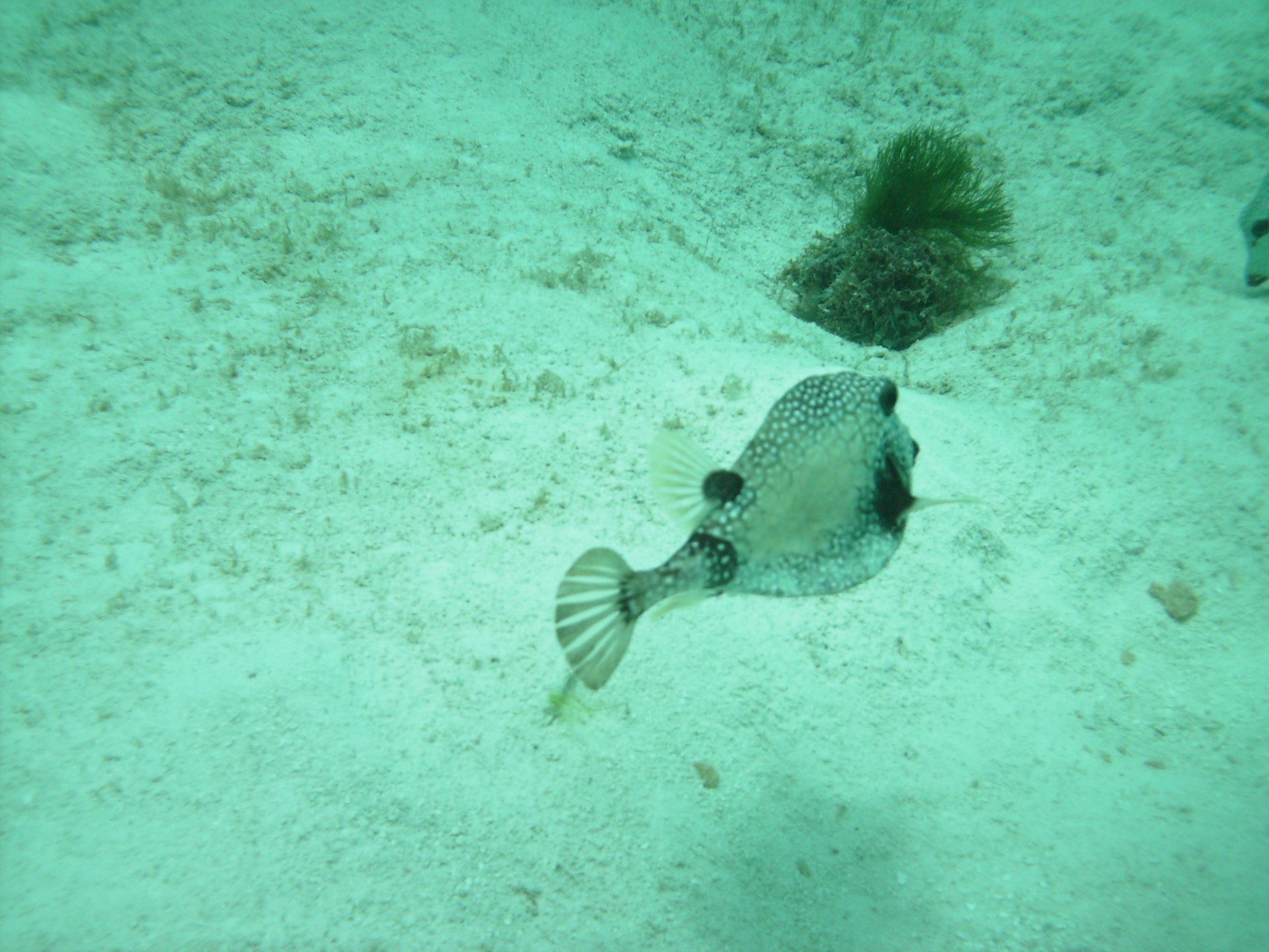 A fish is swimming in the water near some seaweed