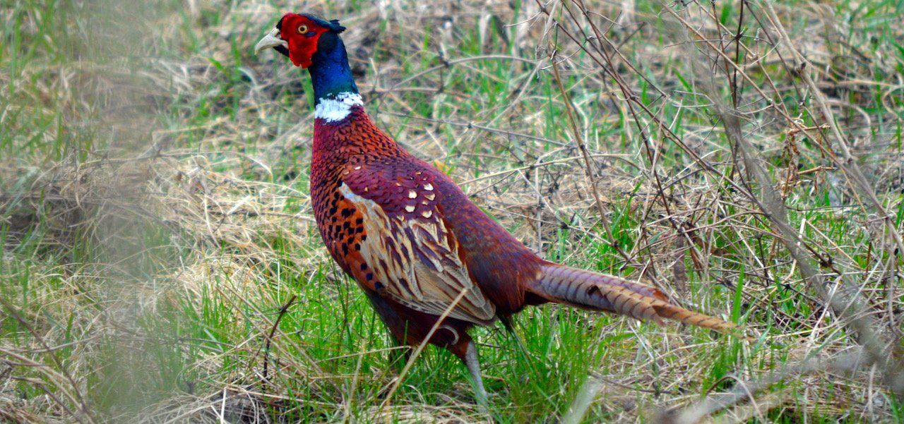 Pheasant Glenquicken Farm Game Meats Pheasant