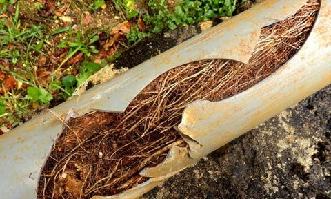 root passing through the broken tube