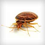 Bed Bugs — Newport News, VA — E & R Exterminating Company, Inc. Bed Bugs — Newport News, VA — E & R Exterminating Company, Inc.