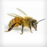 Bees — Newport News, VA — E & R Exterminating Company, Inc. Bees — Newport News, VA — E & R Exterminating Company, Inc.
