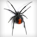 Spiders — Newport News, VA — E & R Exterminating Company, Inc. Spiders — Newport News, VA — E & R Exterminating Company, Inc.