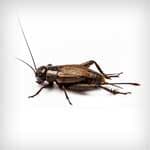Crickets — Newport News, VA — E & R Exterminating Company, Inc. Crickets — Newport News, VA — E & R Exterminating Company, Inc.