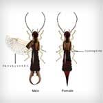 Earwigs — Newport News, VA — E & R Exterminating Company, Inc. Earwigs — Newport News, VA — E & R Exterminating Company, Inc.
