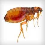 Fleas — Newport News, VA — E & R Exterminating Company, Inc. Fleas — Newport News, VA — E & R Exterminating Company, Inc.