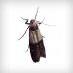 Pantry Pests — Newport News, VA — E & R Exterminating Company, Inc. Pantry Pests — Newport News, VA — E & R Exterminating Company, Inc.