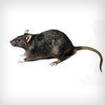 Rats — Newport News, VA — E & R Exterminating Company, Inc. Rats — Newport News, VA — E & R Exterminating Company, Inc.