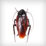 Roaches — Newport News, VA — E & R Exterminating Company, Inc. Roaches — Newport News, VA — E & R Exterminating Company, Inc.
