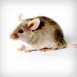 Mice — Newport News, VA — E & R Exterminating Company, Inc. Mice — Newport News, VA — E & R Exterminating Company, Inc.