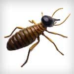 Termites — Newport News, VA — E & R Exterminating Company, Inc. Termites — Newport News, VA — E & R Exterminating Company, Inc.