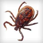 Ticks — Newport News, VA — E & R Exterminating Company, Inc. Ticks — Newport News, VA — E & R Exterminating Company, Inc.