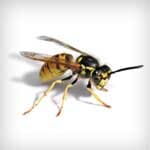 Wasps — Newport News, VA — E & R Exterminating Company, Inc. Wasps — Newport News, VA — E & R Exterminating Company, Inc.