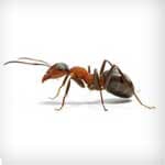 Ants — Newport News, VA — E & R Exterminating Company, Inc. Ants — Newport News, VA — E & R Exterminating Company, Inc.