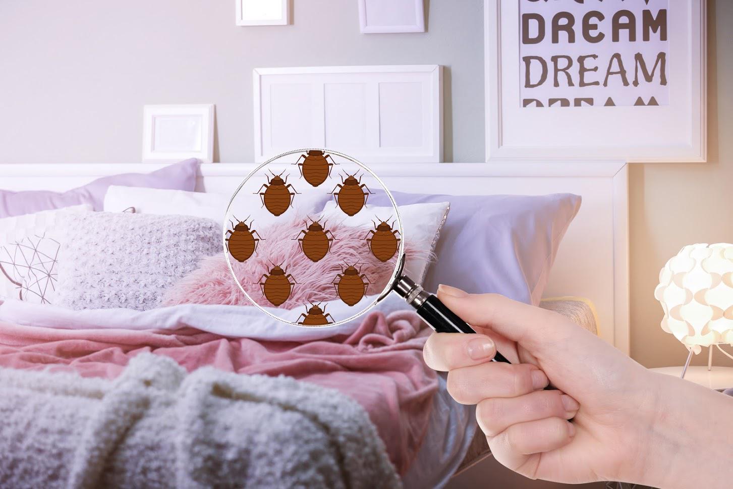A Magnifying Glass Over a Bed — Newport News, VA — E & R Exterminating Company, Inc.