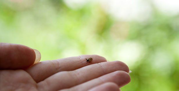 Tick — Newport News VA — E & R Exterminating Company, Inc.