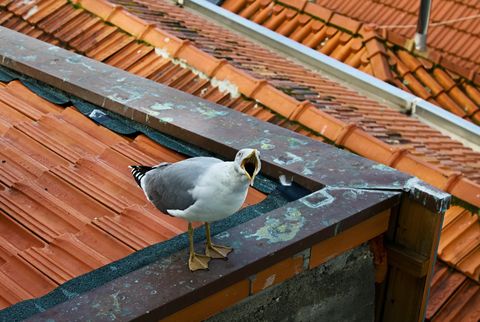 bird