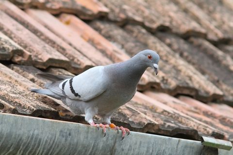 Bird proofing