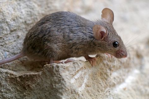 Rodent control