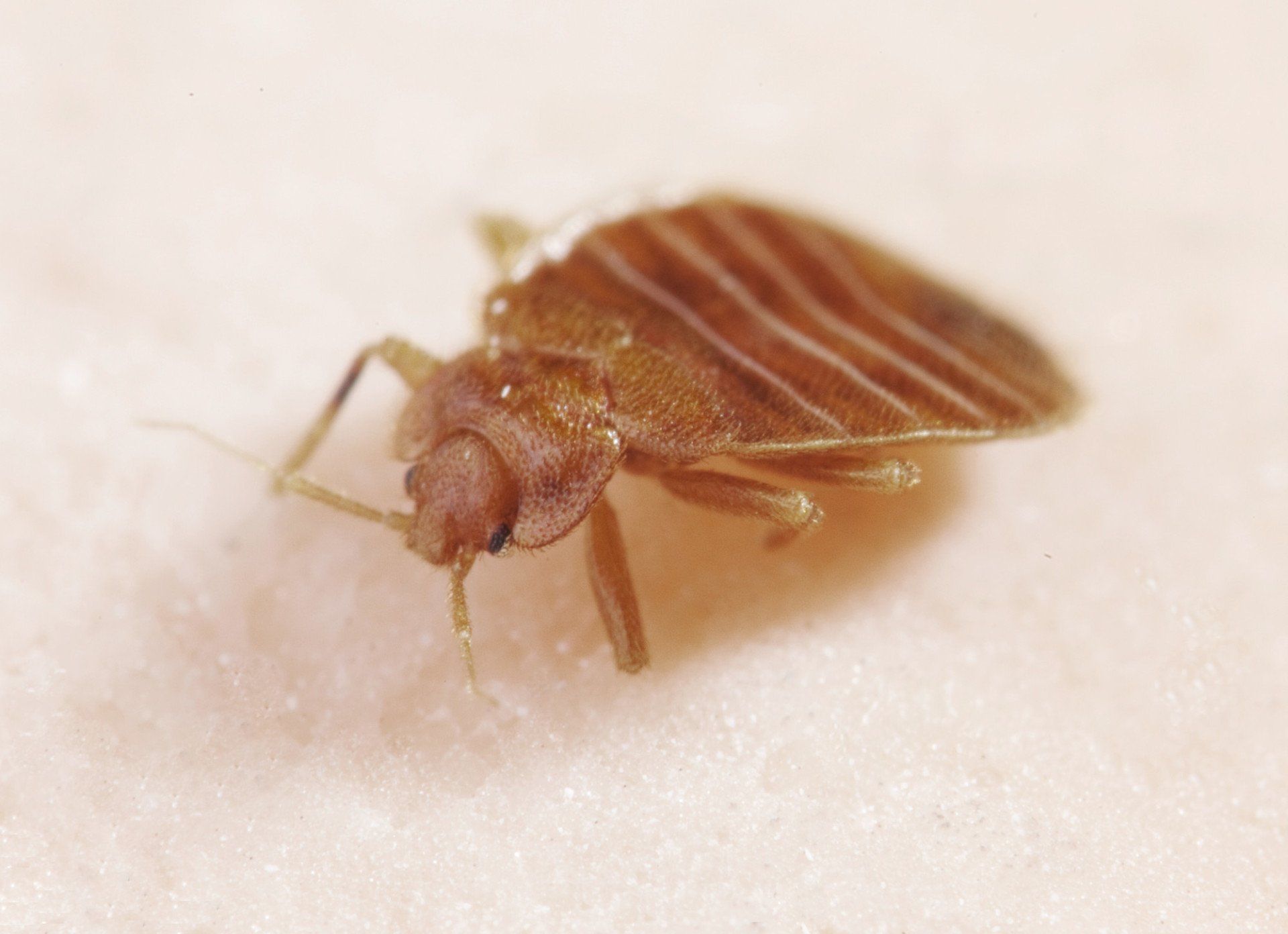 Bedbug Heat Treatments