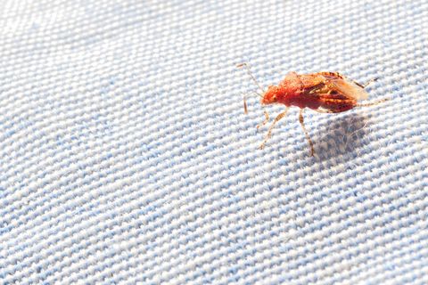 Bed bug