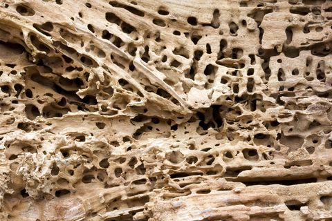 Insect infestation