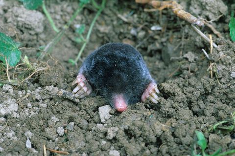 moles