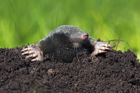 Mole removal