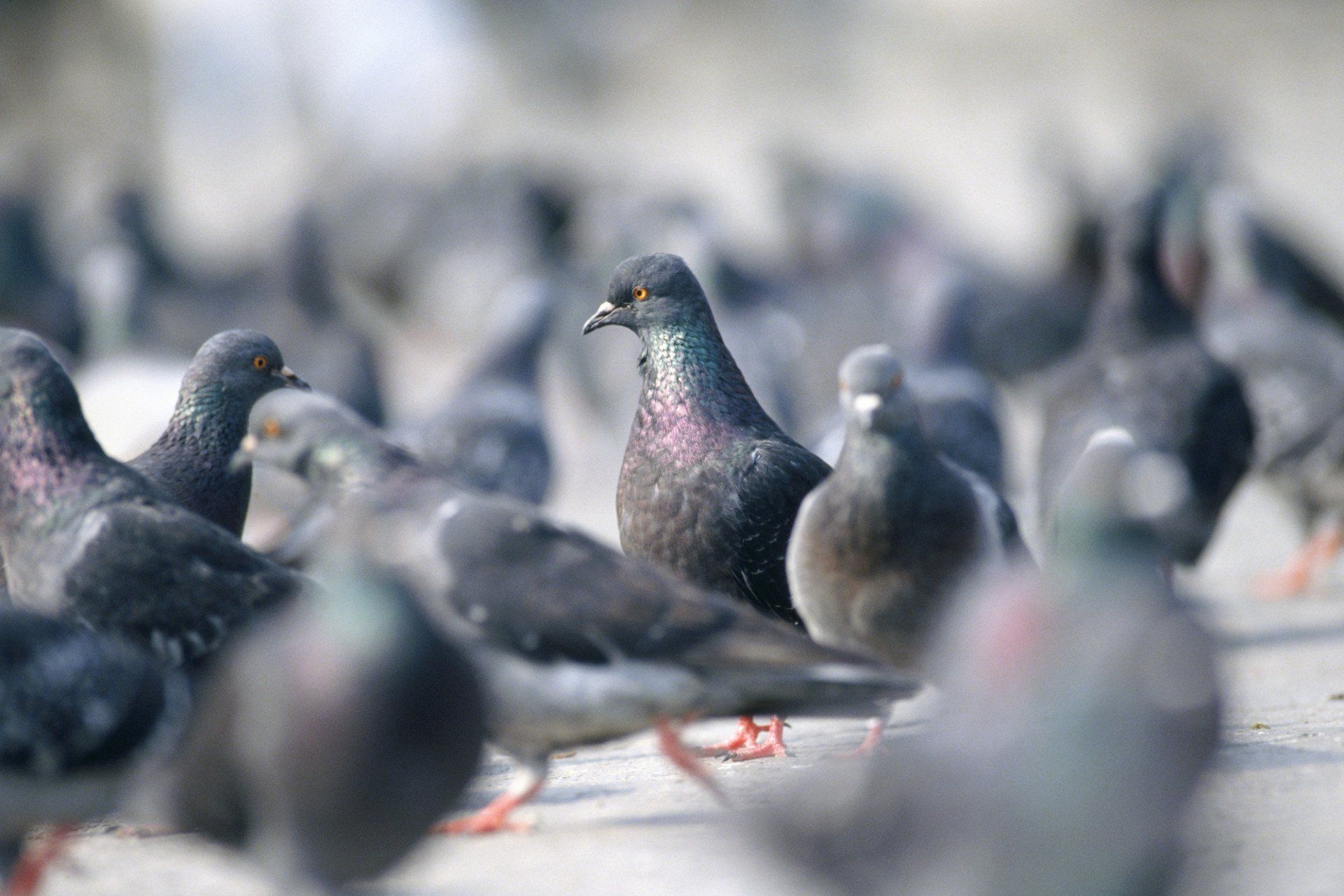 Birds