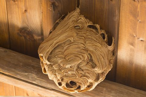 Wasps