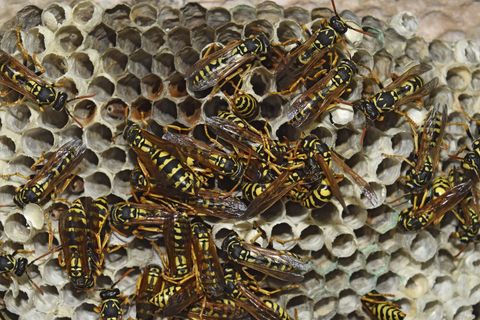 Bees