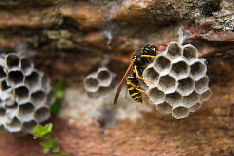 Hornet nest removal