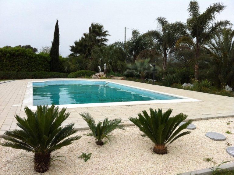 Piscina e palme